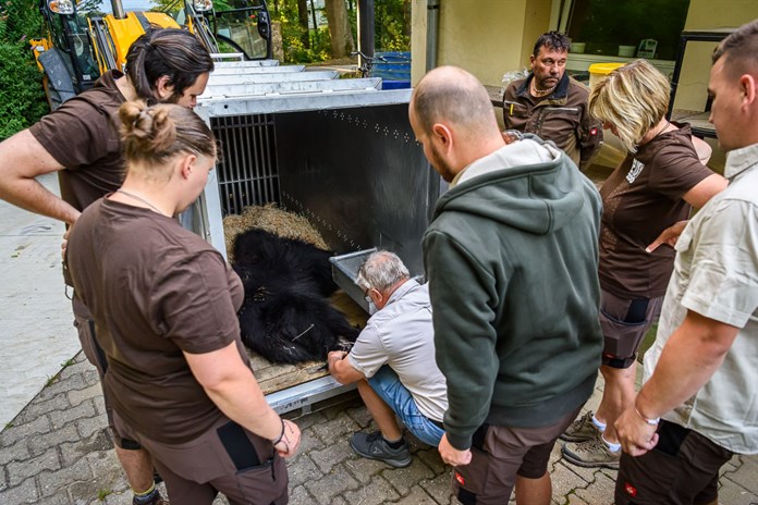 Medvěd Disambar ze zlínské zoo se vydal do Skotska