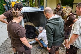 Medvěd Disambar ze zlínské zoo se vydal do Skotska