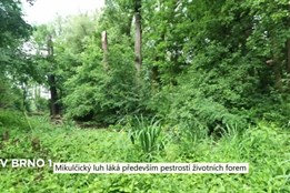 Mikulčický luh láká předvším pestrostí životních forem