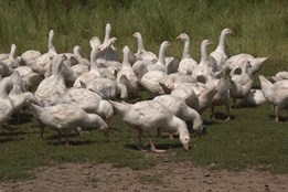 Ve Stříteži nad Bečvou najdete nejlepší Ekofarmu roku 2025