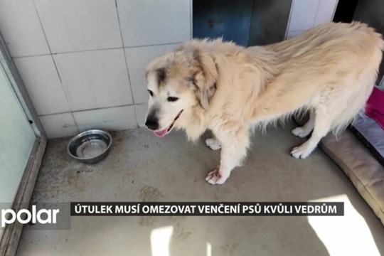Útulek musí omezovat venčení psů kvůli vedrům