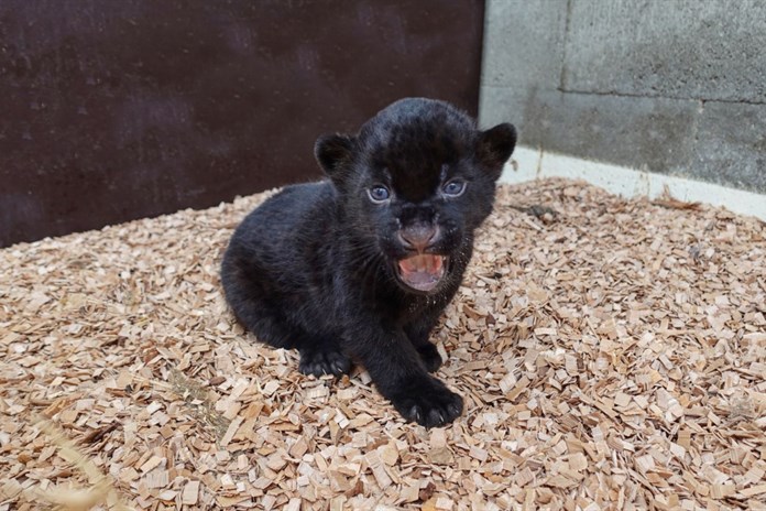 VIDEO: Jaguáří princezna se poprvé přímo setkala s otcem Akabem!