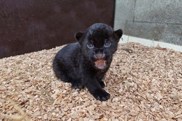 VIDEO: Jaguáří princezna se poprvé přímo setkala s otcem Akabem!