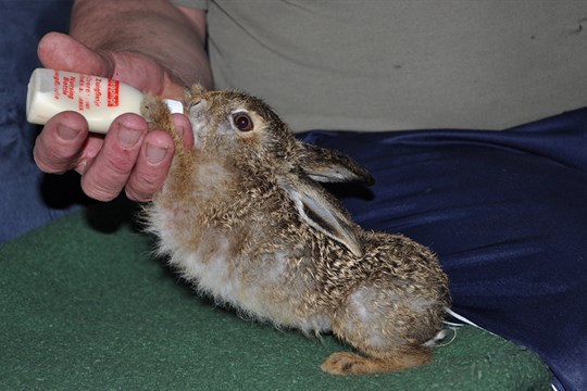 Lidé dali na rady odborníků, přestali zachraňovat mláďata zbytečně