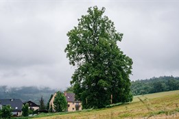 Lípa Poustevník z Dětřichova na Jesenicku usiluje o titul Strom roku