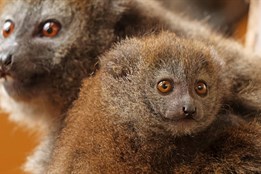 V zoo Plzeň se narodilo desáté mládě kriticky ohroženého rákosového lemura