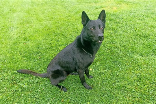 Policejní pes Barny dopadl lupiče, který vykradl benzinku ve Frýdku-Místku