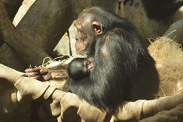 V zoo Ostrava se narodilo čtvrté mládě kriticky ohroženého šimpanze