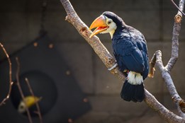 Další chovatelský „majstrštyk“! V Zoo Zlín se poprvé v historii vylíhla mláďata tukanů obrovských