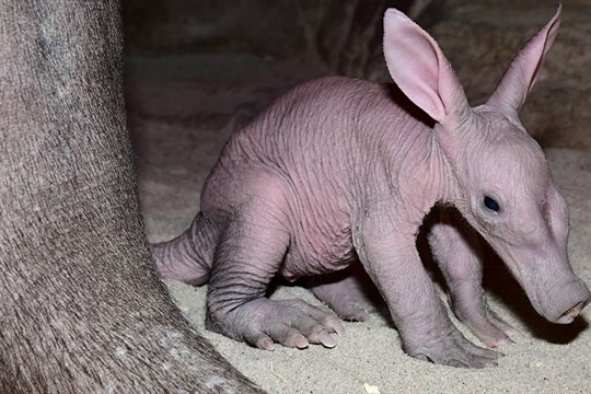 Samička hrabáče z olomoucké zoo odcestovala do Francie