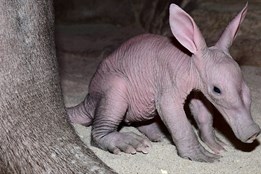 Samička hrabáče z olomoucké zoo odcestovala do Francie
