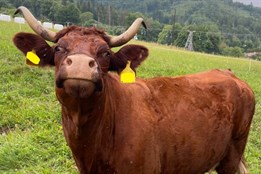 Mladou ženu zranil kopnutím kůň, seniorku pošlapala kráva