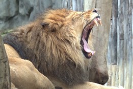Olomoucká zoo má přes prázdniny co nabídnout