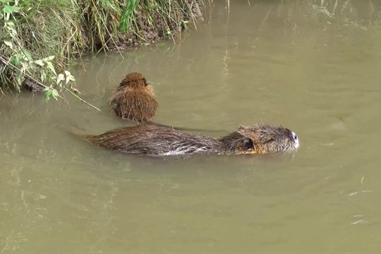 Město Kyjov vyzývá občany, aby nekrmili nutrie