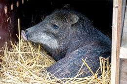 Přijďte se podívat do olomoucké zoo na nový druh vzácného zvířete