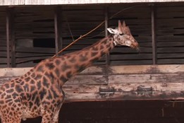 Zoo Liberec čeká postupná obnova