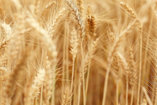 Vlhko na polích komplikuje situaci zemědělcům, obilí je sklizeno jen 22 procent