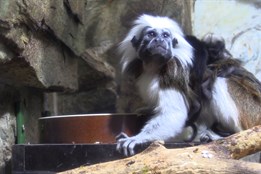 Návštěvníci hodonínské zoo mohou vidět mláďata tamarínů a zeber