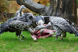 Komentované krmení supů v Gora Arku slibuje nezapomenutelný zážitek