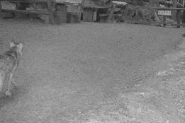 Vlků se u Srní na Šumavě může pohybovat víc, park připouští, že utekli z výběhu
