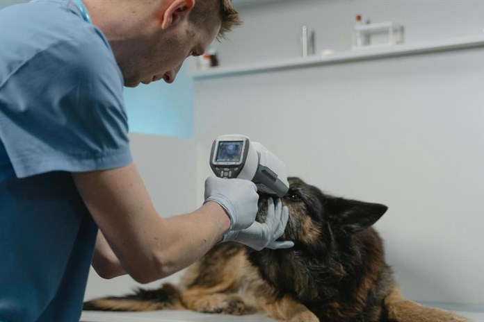 Mazlíčci v nouzi se dočkají pomoci. Karlovarský kraj zavádí víkendovou veterinární službu