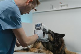 Mazlíčci v nouzi se dočkají pomoci. Karlovarský kraj zavádí víkendovou veterinární službu