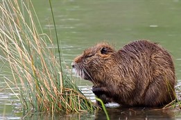 Nutrie škodí v Olomouci přírodě i živočichům, začal jejich odchyt
