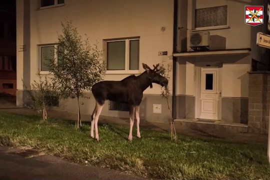 Při noční návštěvě Hodonína zastavil los Emil silniční i železniční dopravu