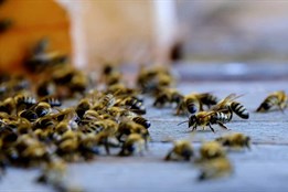 Hniloba včelího plodu: ochranné pásmo zasahuje Šumpersko