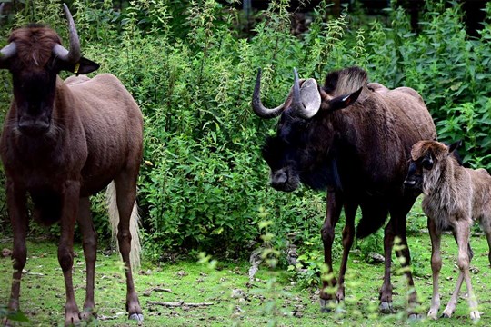 ZOO Olomouc má nové mládě vzácné antilopy