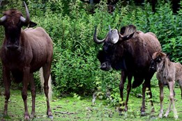 ZOO Olomouc má nové mládě vzácné antilopy