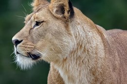 V Rokycanech řeší problém. Veterináři tam zjistili pokračující nepovolený chov šelem