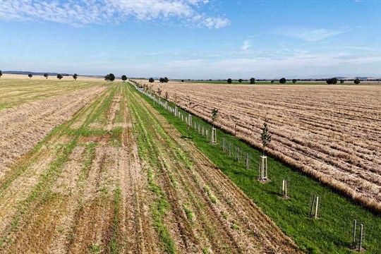 Nová alej nad Vrahovicemi: zelený pás vrací život do krajiny