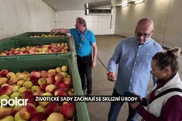 Životické sady začínají se sklizní úrody