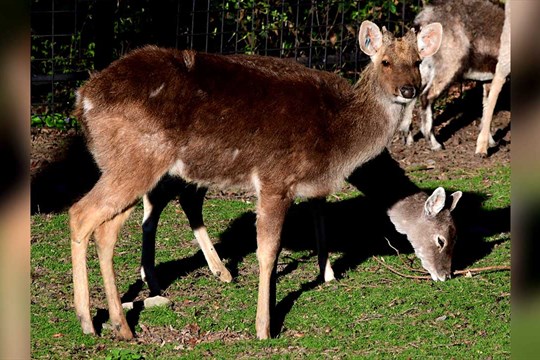 Olomoucká zoo představuje vzácné „zlaté jeleny“