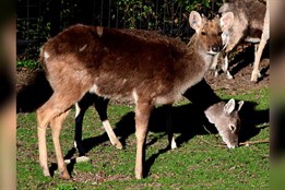 Olomoucká zoo představuje vzácné „zlaté jeleny“