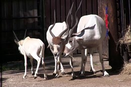 Týden pro pralesy věnovala zoo šelmám, hadům i antilopám