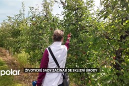 Havířovské životické sady začínají se sklizní úrody