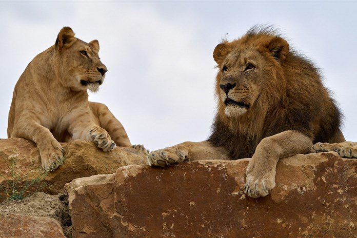 Zlínská zoo otevírá první záchranné centrum pro lvy v Česku