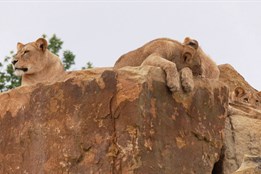 Zlínská zoo otevřela první lví záchranné centrum v Česku 