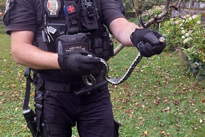 Dvě užovky na scéně. Jedna zamotaná do síťky, druhá na návštěvě mateřské školy
