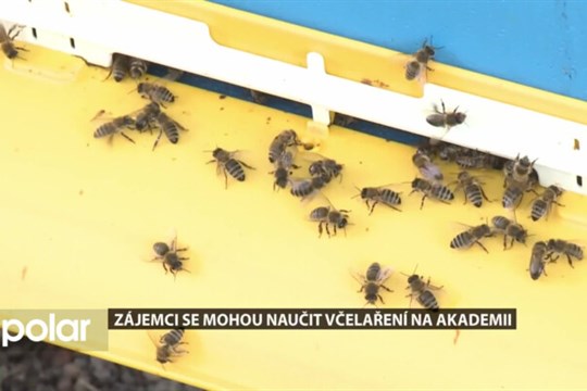Zájemci se mohou naučit včelaření na akademii v Opavě