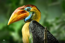 Zoo Zlín odchovala jako první zoo v Česku zoborožce přilbového
