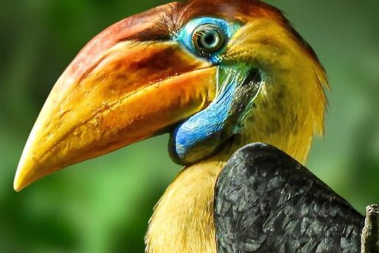 Zoo Zlín odchovala jako první zoo v Česku zoborožce přilbového. Mládě je ve skvělé kondici