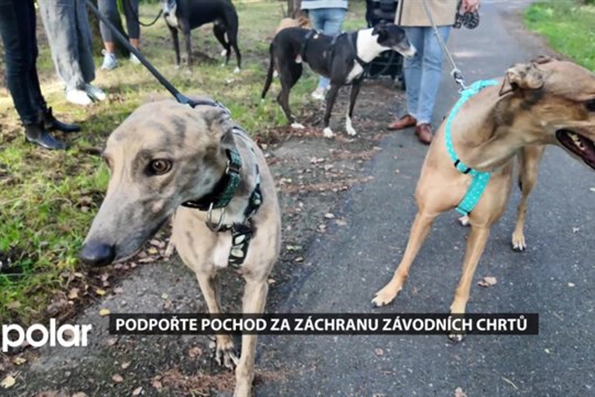 Podpořte v Havířově pochod za záchranu závodních chrtů