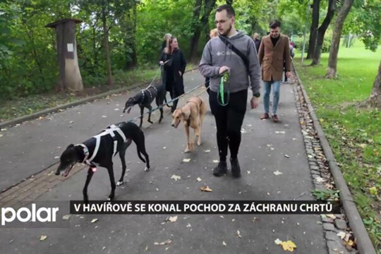 Havířov se stal hlasem chrtů, které po závodech čeká smutný osud