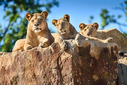 Zlínskou zoo od začátku roku navštívilo 700 000 lidí. Padne letos rekord?
