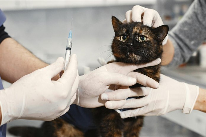 V Karlovarském kraji startuje víkendová veterinární pohotovost pro domácí mazlíčky