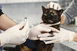 V Karlovarském kraji startuje víkendová veterinární pohotovost pro domácí mazlíčky
