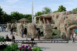 Ostravskou zoo obohatí tučňáci, nová expozice bude hotová už za dva roky